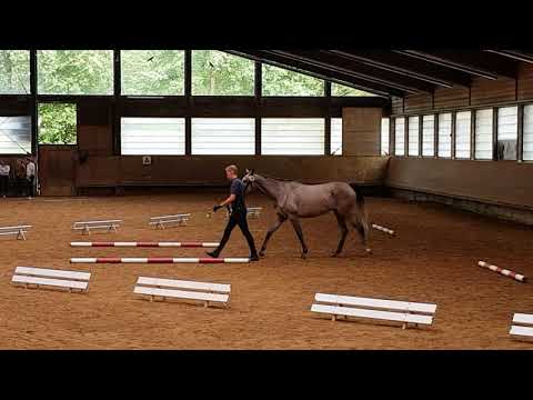 STE Trak. Marbach - Stute v. Il Divo xx / Dschehim ox