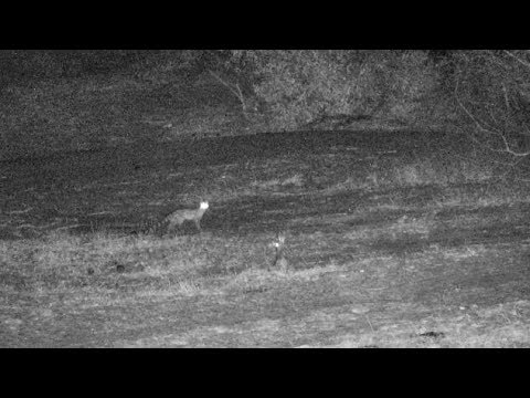 Djuma: Large Spotted Genet - 20:29 - 09/30/18