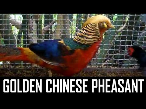Golden Chinese Pheasant