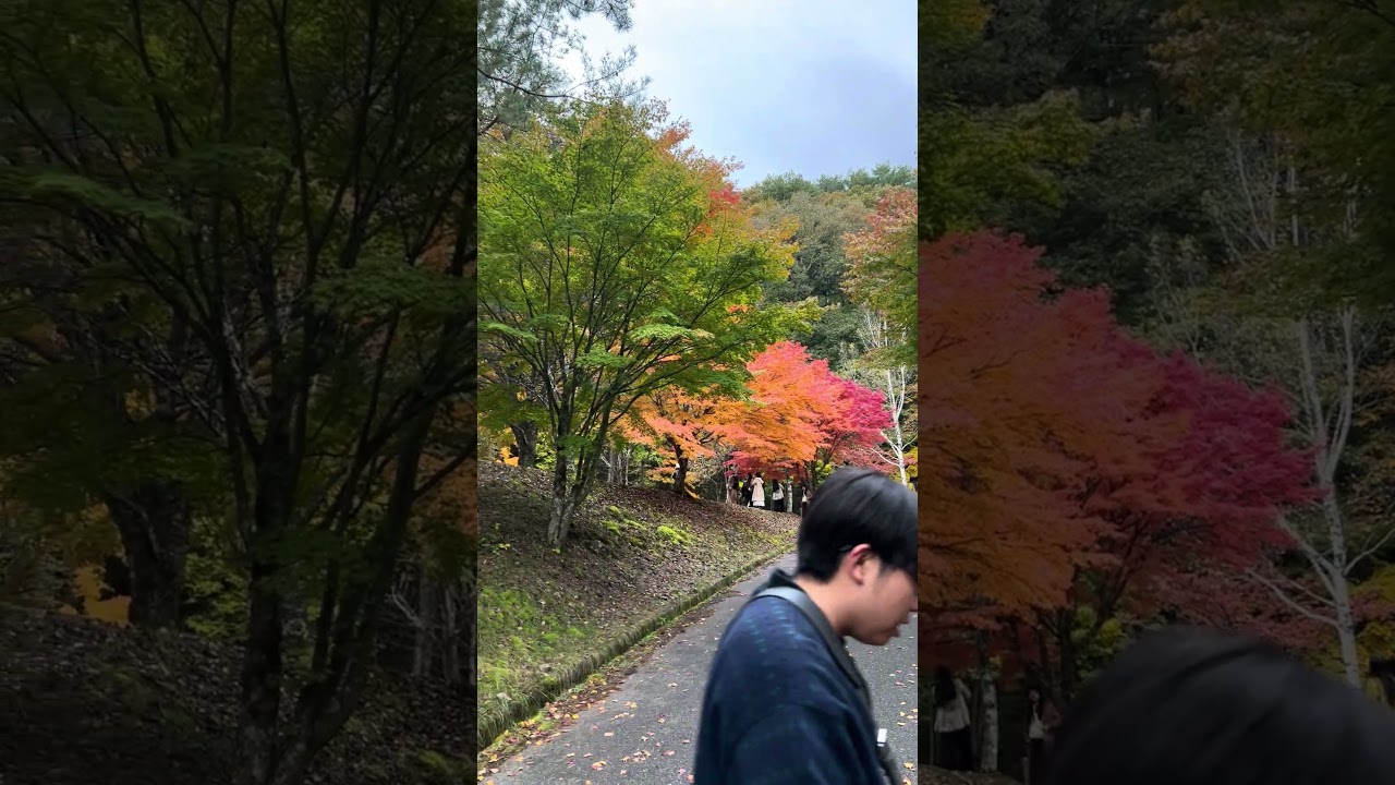 もみじ🍁ロード