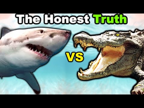 Crocodile vs Great White Shark - The Honest Truth