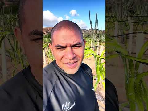 Siembras de Pitijaya en la Península de Macanao de Margarita #margarita