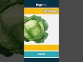 cabbage - a round green or purple... video thumbnail