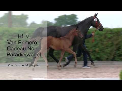 55 Hf v Van Primero x Cadeau Noir x Paradiesvogel 2019
