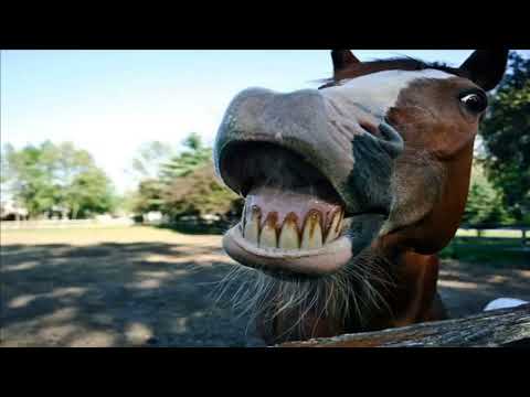 Top 10 Images of Laughing Horses