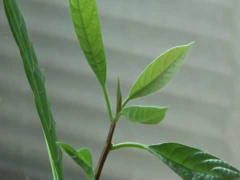 So schneidet man eine Avocado Pflanze