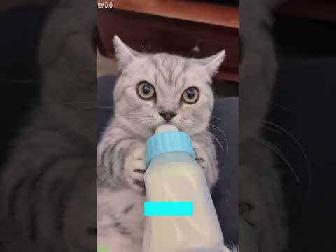Cat videos 😼 Cat Fails 🐈‍⬛ # #7588