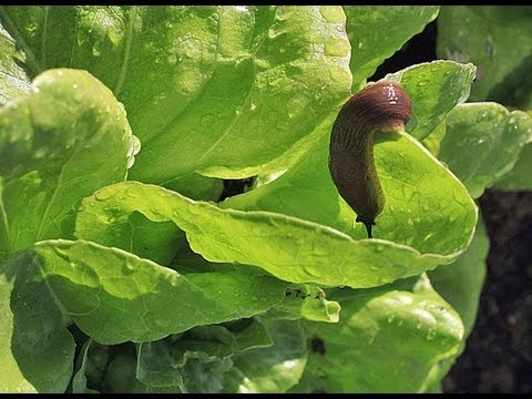 comment traiter les limaces