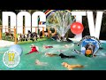 Dog Daycare TV Entertainment For Dogs Videos For Dogs To Watch To Prevent Boredom Anti Anxiety