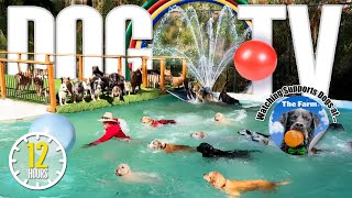 Dog Daycare TV: Entertainment for Dogs 🐶 Videos For Dogs to Watch to Prevent Boredom & Anti Anxiety