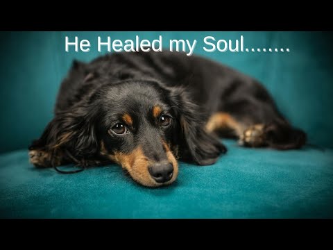 “How My Dogs Helped Me Heal During Stage 4 Cancer” #dogvideos #mentalhealthawareness #MeditationWalk