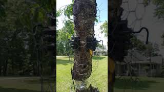 How To Squirrel Proof A Fruit Tree