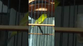 Download lagu Pleci flavus ngalas / pleci tambak ngalas /pleci ngalas / pleci gacor mp3 Download lagu Pleci flavus ngalas / pleci tambak ngalas /pleci ngalas / pleci gacor mp3