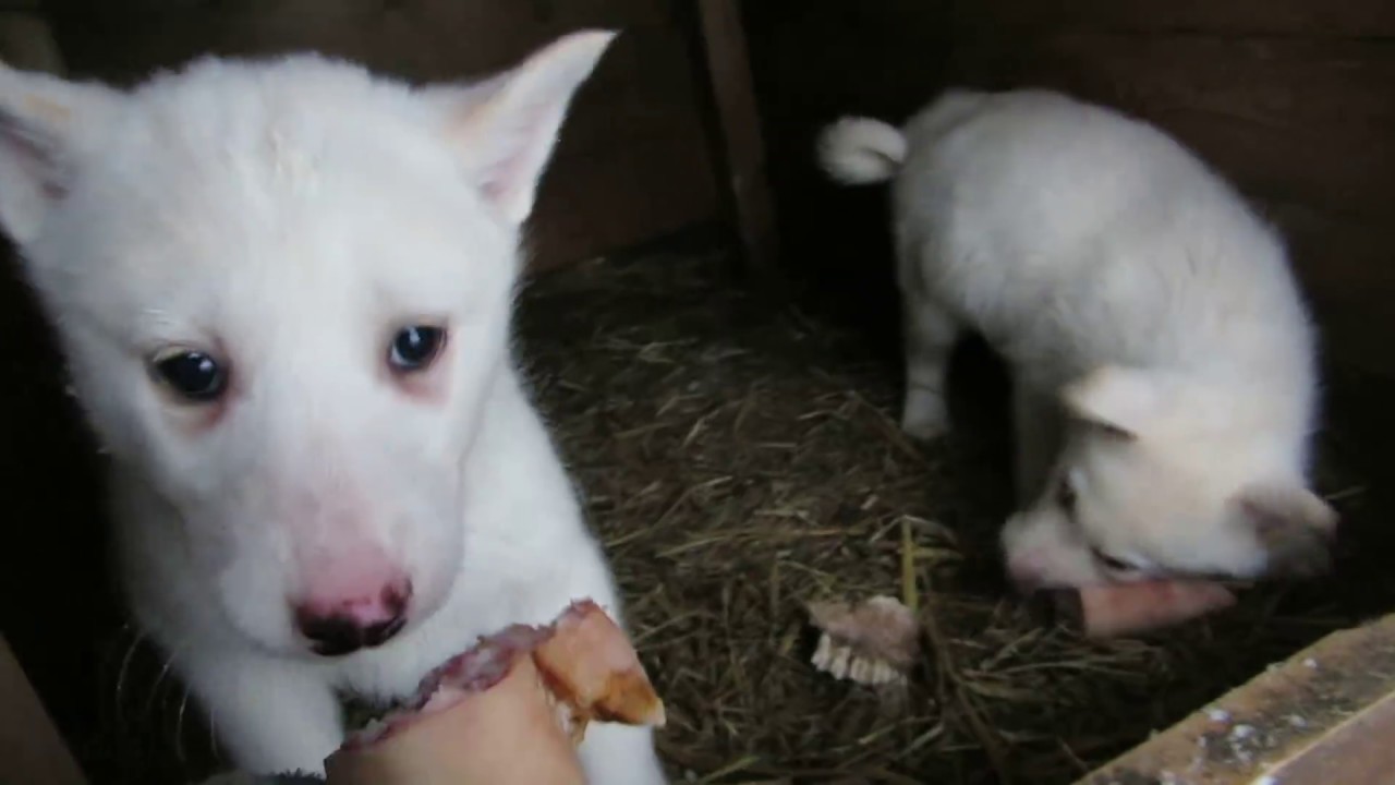 НИ КТО НЕ ХОЧЕТ ИГРАТЬ С ЩЕНКАМИ!!!