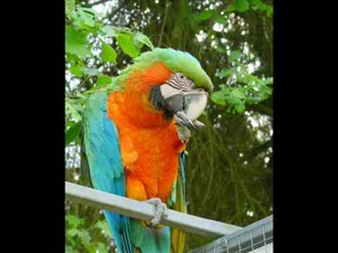 download lagu mp3 mp4 Tope O Papagalos, download lagu Tope O Papagalos gratis, unduh video klip Tope O Papagalos