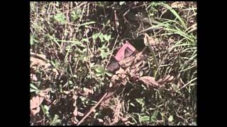 The Weather Station - Everything I Saw