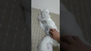 ネコちゃんたちをなでなで