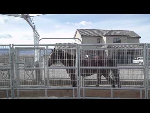 DWA Jabbar on the walker Jan 19 2012