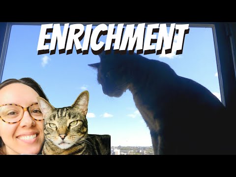 Use these cat enrichment ideas