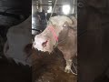 Very Nice Color Animalsworld Cow Shots Cattle Buffalo