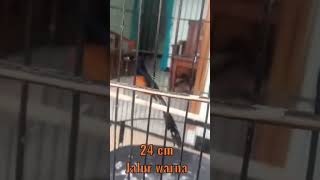 Download lagu Murai Batu [ekor 24cm] #shorts #muraibatu #muraibatuekorpanjang mp3