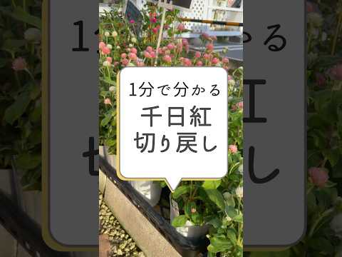 今年の最初の花がすでに美しさを見せています。彼らは何ですか？  庭園