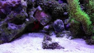 How to setup a 10 Gallon Nano Reef Tank, algae update