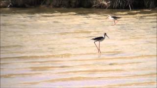 preview picture of video 'Black winged stilt - Cavaliere d'Italia - Échasse blanche - Szczudłak zwyczajny - Ходулочник'