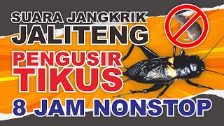 Download lagu SUARA JANGKRIK TERBARU 2024 PENGUSIR TIKUS, DIJAMIN AMPUH DAN TIKUS KABUR❗ 8 JAM NONSTOP❗❗❗ mp3