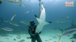 Shark Tonic Immobility | JONATHAN BIRD&#39;S BLUE WORLD