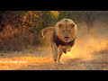 Akbaruddin Owaisi Latest New Song Bold Song Hyderabadi Song Marfa Dance
