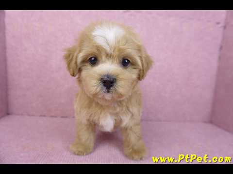 11/02馬爾泰迪母幼犬2號(新竹市)