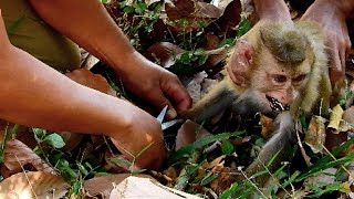 Saving Rose from Net, Cutting net from Rose&#39;s hand, Rose cry loudly for our help
