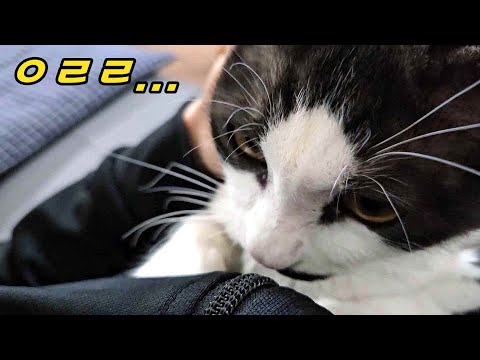 아지트 통로를 막았더니 당황해 폭력적으로 변한 고양이 반응