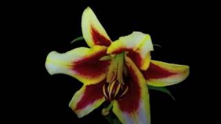 Re-UP DS025 Nelcorpo  Part II - c1. Nelcorpo