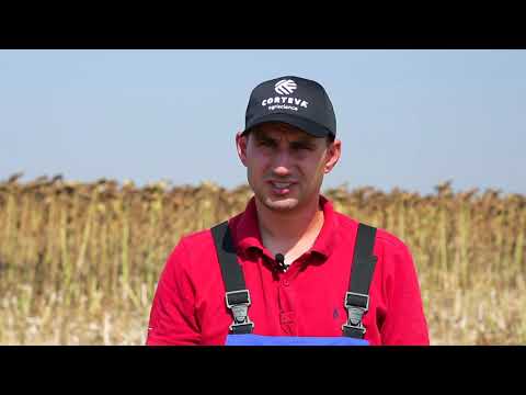 Testimonial floarea-soarelui Cosmin Micu din Arad