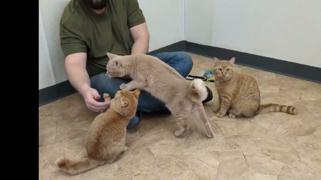 Enlarge Camembert SHY CAT SPECIAL $20, a Adoptable mixed breed in Monroe, WA video 6/6