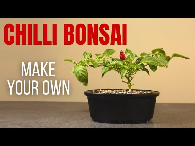 Video Pronunciation of Bonchi in English