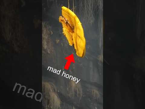 The Scary Side Effects of Mad Honey 🍯