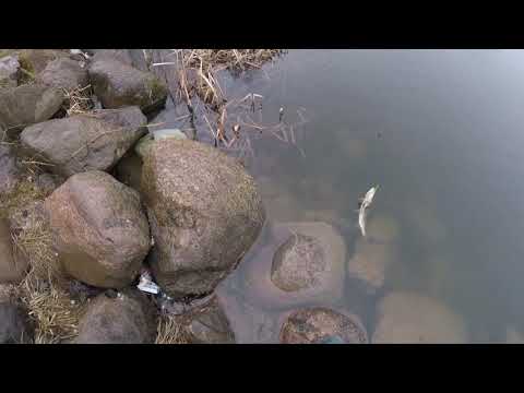 Perch fight goes wrong