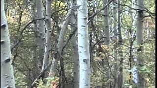 Chuck Reeves Deseret Elk