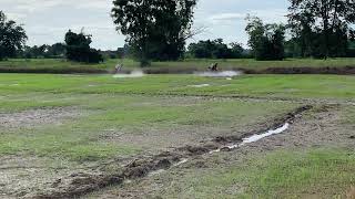 ស្មៅនៅតូចងាយកម្ចាត់ អាយុចន្លោះ 10 ទៅ ១៥ ថ្ងៃ