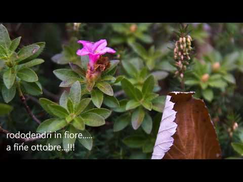 Escursione tra le faggete della Val Alba