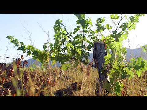 Vineyard Redevelopment (Part I)