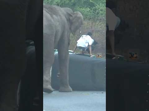 This Elephant's Rage Was Unexpected #shorts #wildlife #scary