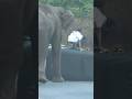The Wild Elephant Attacked The Young Man Shortvideo Viralvideo Short Shorts