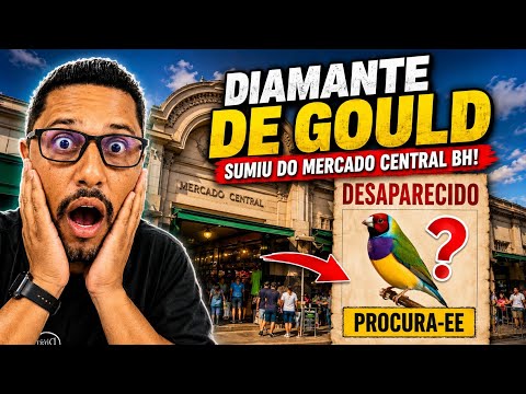 Diamante de Gould sumiu do mercado central BH o que aconteceu ? Descobrirmos o motivo . 