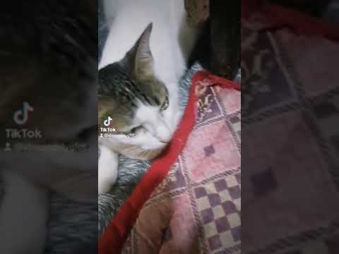 Tagalog Speaking Cat Goes Viral After Owner's Innocent Question! || youtube shorts