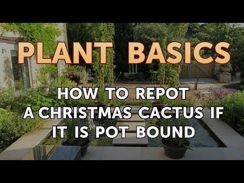 How to Dry an Overwatered Plant