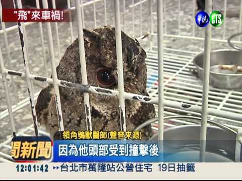 領角鴞"攔"計程車 當場撞昏頭!